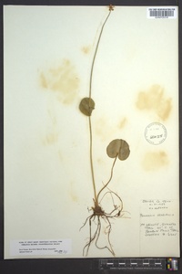 Parnassia asarifolia image