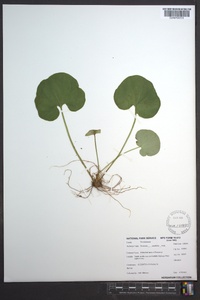 Parnassia asarifolia image