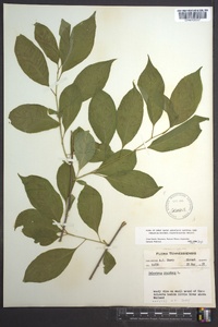 Celastrus scandens image