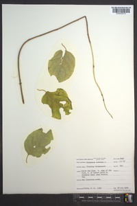 Celastrus scandens image