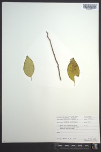 Celastrus scandens image