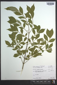 Euonymus alatus image