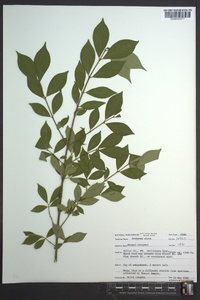 Euonymus alatus image