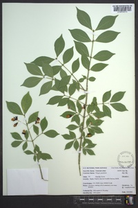 Euonymus alatus image