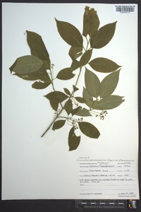 Euonymus atropurpureus image