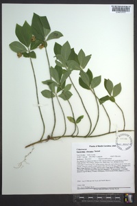 Euonymus obovatus image