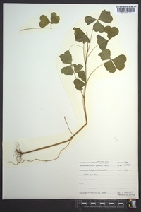 Oxalis grandis image