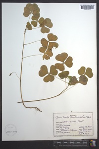 Oxalis grandis image