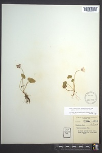 Oxalis montana image