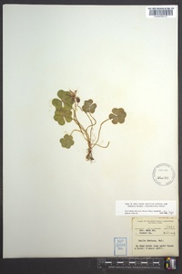 Oxalis montana image