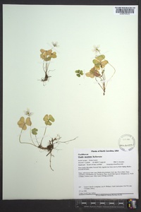 Oxalis montana image