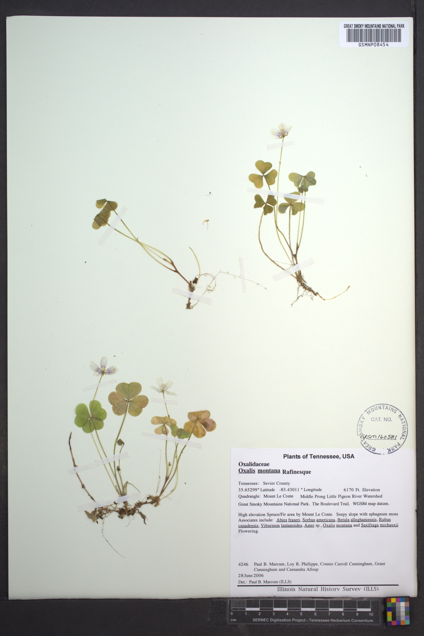 Oxalis montana image