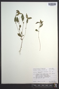 Acalypha gracilens image