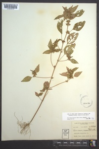 Acalypha virginica image