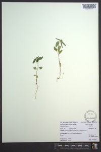 Croton capitatus image