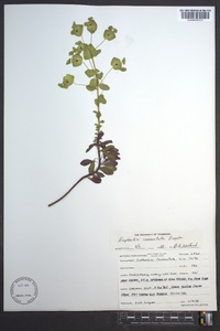 Euphorbia commutata image