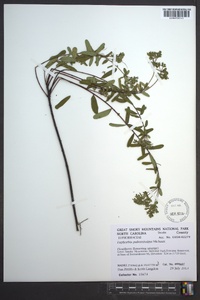 Euphorbia pubentissima image