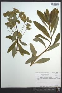 Euphorbia purpurea image