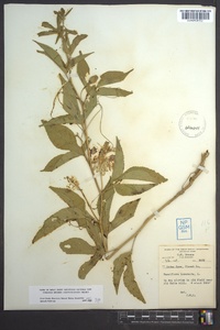 Passiflora incarnata image