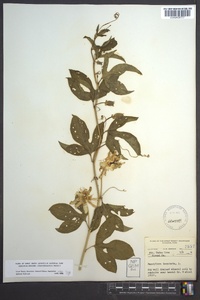 Passiflora incarnata image