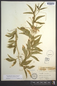 Passiflora incarnata image