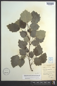 Populus grandidentata image