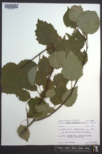 Populus grandidentata image