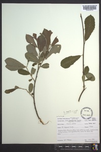 Salix caprea image