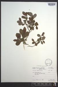 Salix caprea image