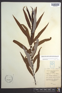 Salix caroliniana image