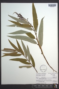 Salix caroliniana image