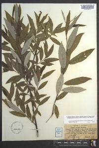 Salix sericea image