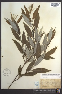 Salix sericea image