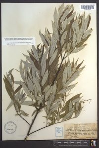 Salix sericea image