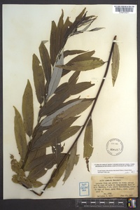 Salix sericea image