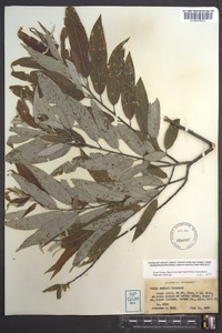 Salix sericea image