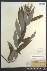 Salix sericea image