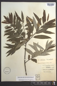 Salix sericea image