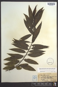 Salix sericea image