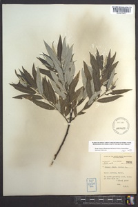 Salix sericea image