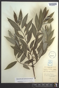 Salix sericea image