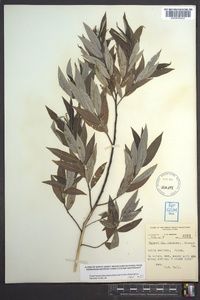 Salix sericea image
