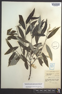 Salix sericea image