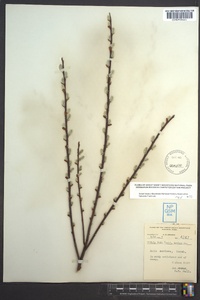 Salix sericea image