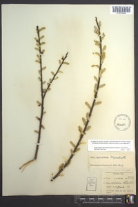 Salix sericea image