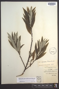 Salix sericea image