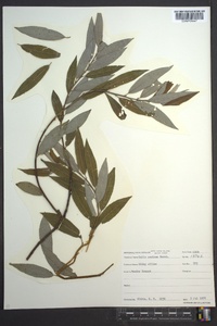 Salix sericea image