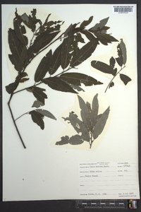 Salix sericea image