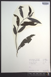 Salix sericea image