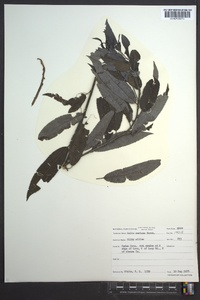 Salix sericea image